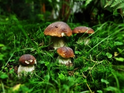 Arboretum Lądek Zdrój