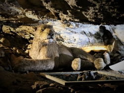 jaskinia Niedźwiedzia Kletno - lew jaskiniowy