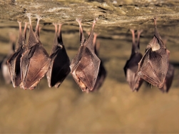 jaskinia Niedźwiedzia Kletno