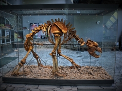 jaskinia Niedźwiedzia Kletno - szkielet niedźwiedzia